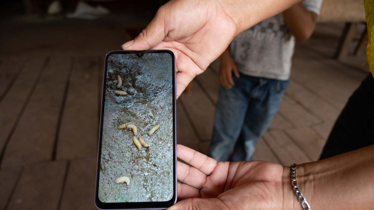 <![CDATA[Reportan segundo caso de gusano barrenador en human