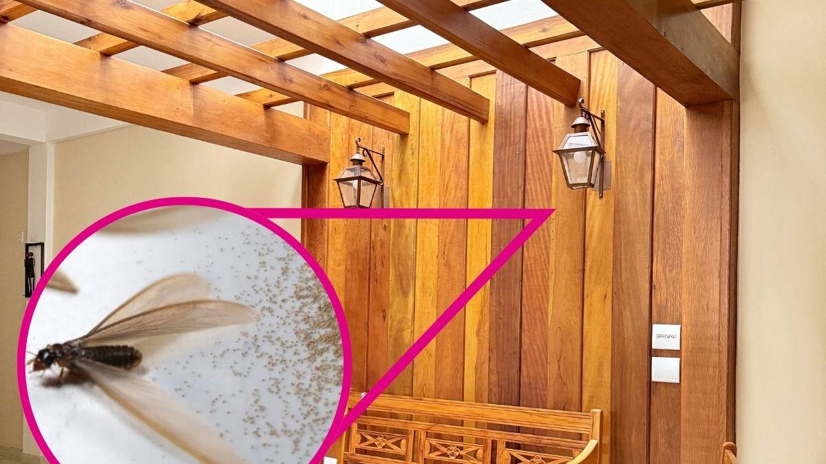 ¿Cómo eliminar las polillas de la madera?
