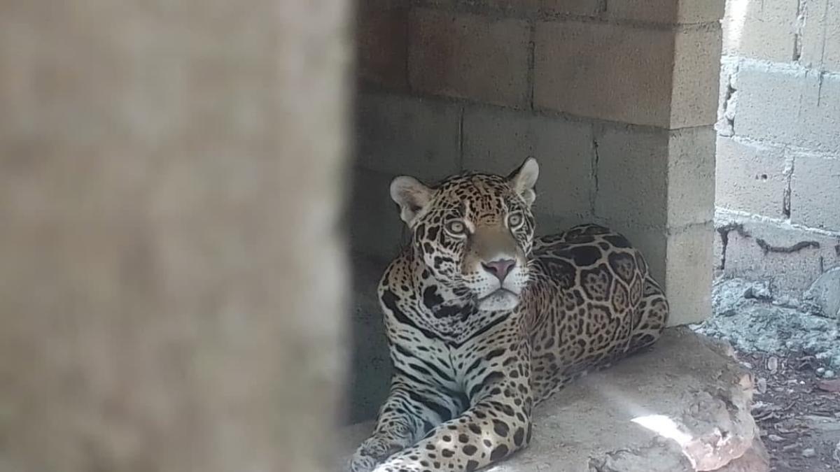 Rescatan a jaguares, puma y aves en Playa del Carm