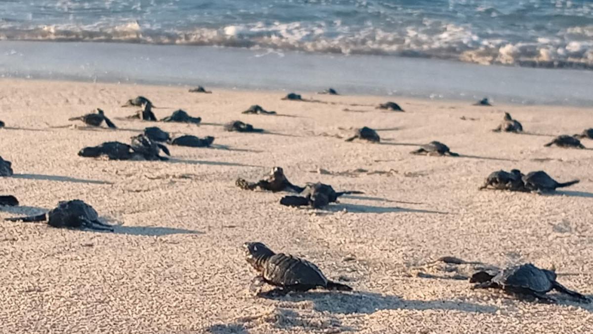 Arribo de tortugas marinas a santuario rompe récord