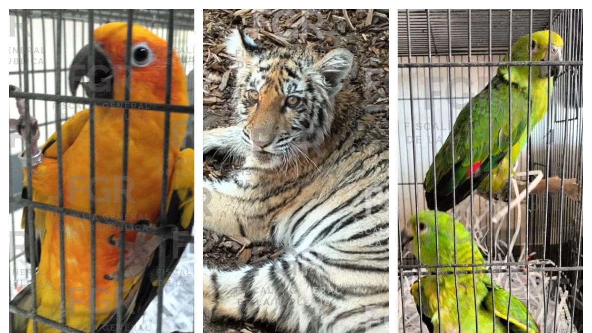 FGR asegura tigre de bengala y fauna exótica durante cateo e