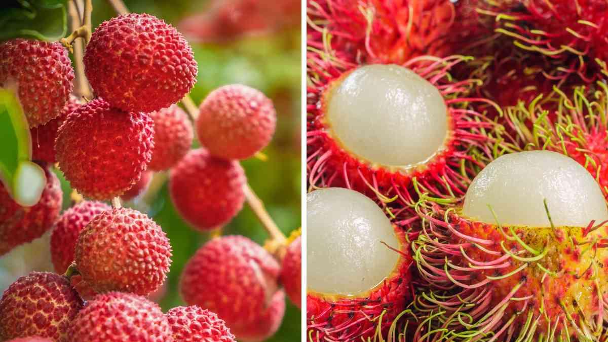 Diferencias entre litchi y rambután