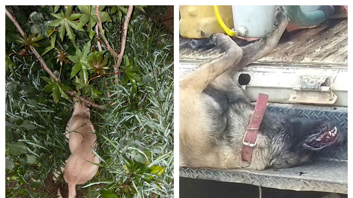 瓦哈卡发现七只被毒死的狗；动物虐待案频发却无人问津