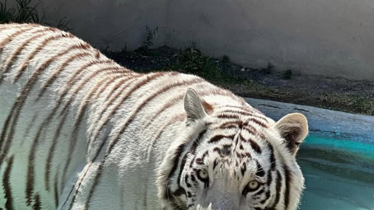 白虎”Kenzo”逃亡超38小时 墨西哥州搜捕行动持续