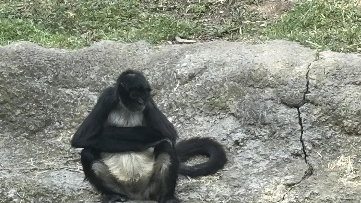 Comisión ciudadana revisaría zoológicos; condiciones de animales