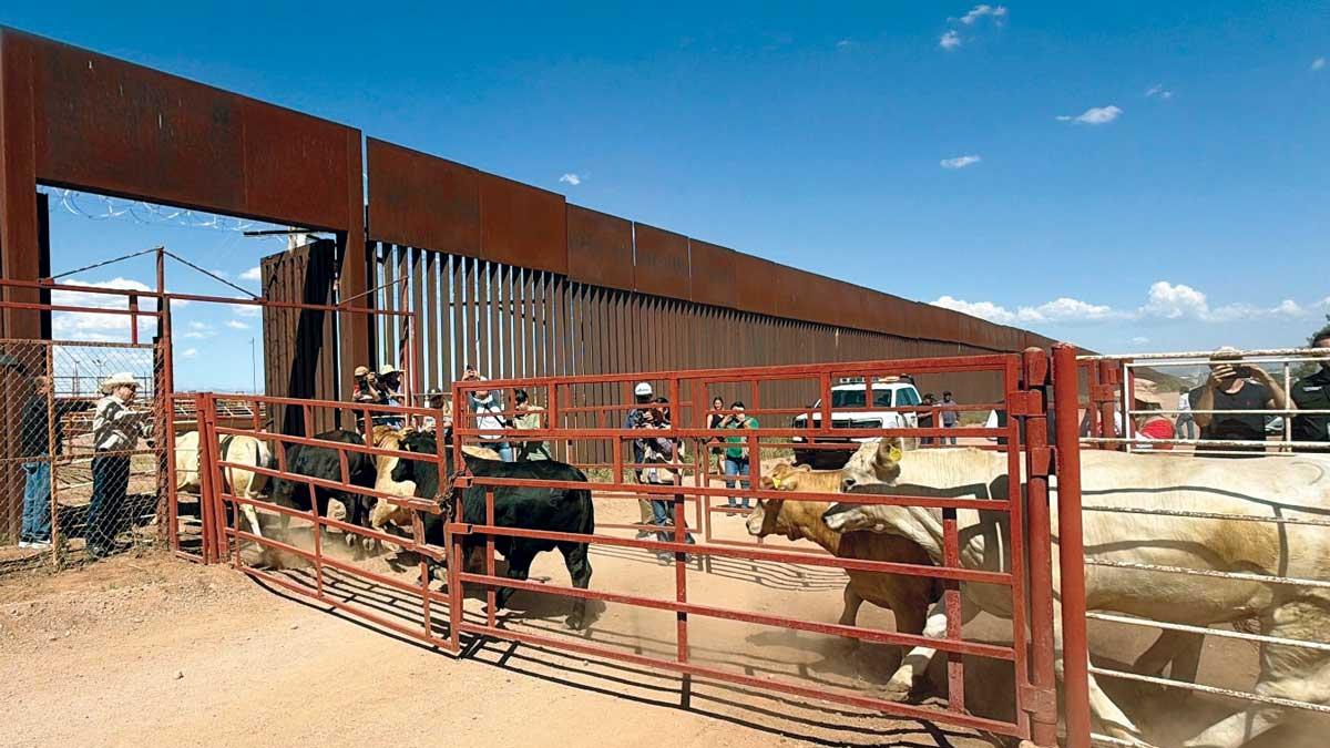Sonora resumes cattle shipments to the United States