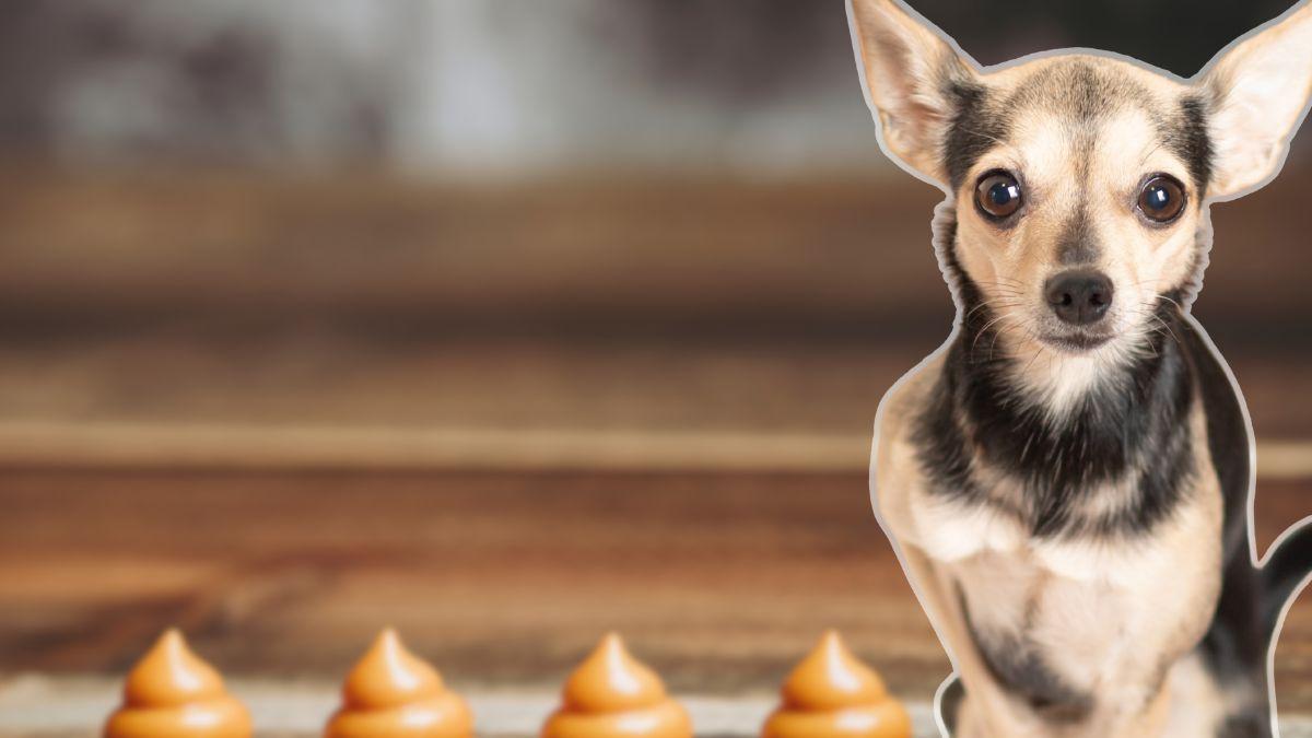 Esto revelan las heces de tu mascota de su salud