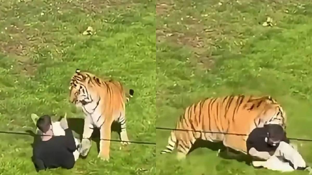 Hombre ingresa al recinto de un tigre en zoológico de Inglaterra y es atacado | VIDEO